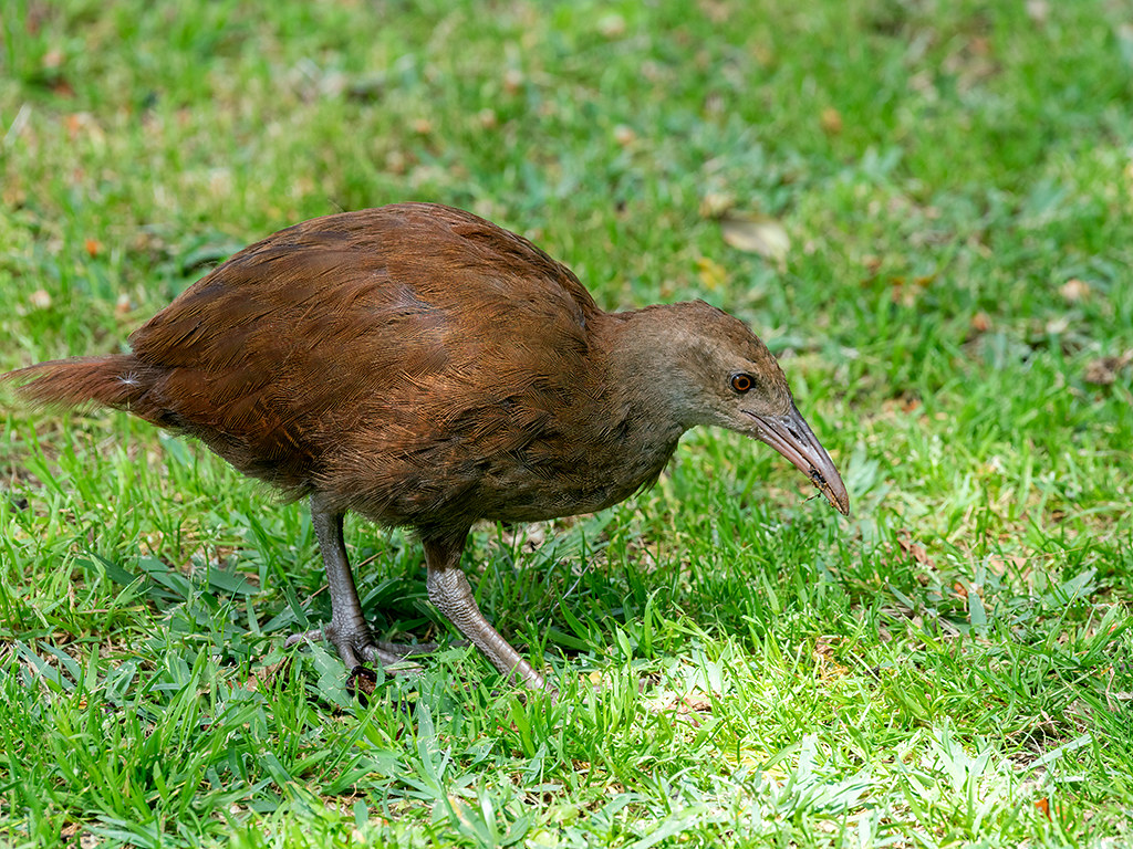 Lord Howe Woodhen (Gallirallus sylvestris) Lord Howe Islan… Flickr
