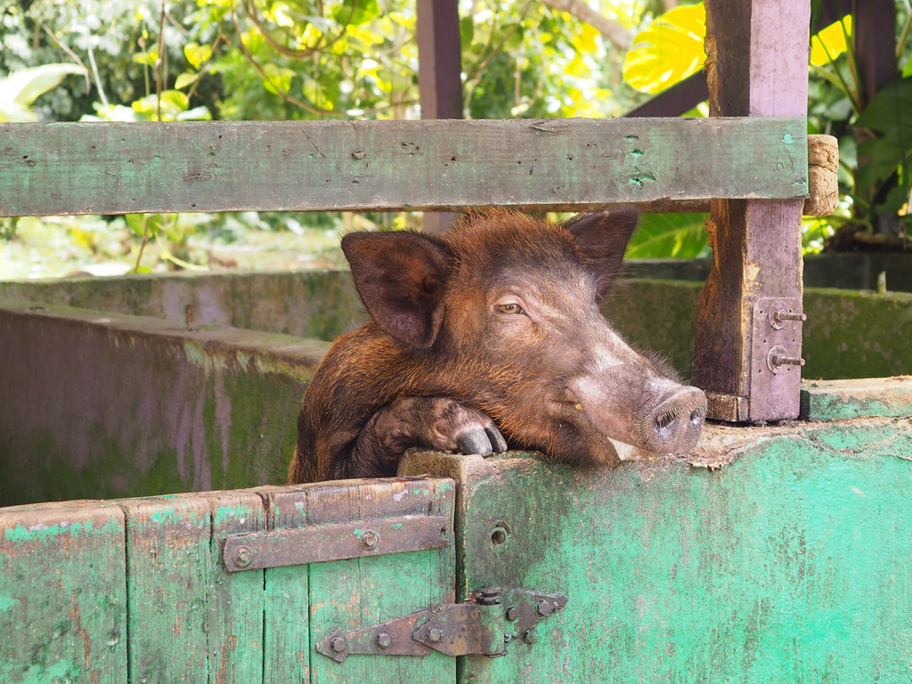 Pig 2 Beerdrinking pig on St. Croix. iSkippy227 Flickr
