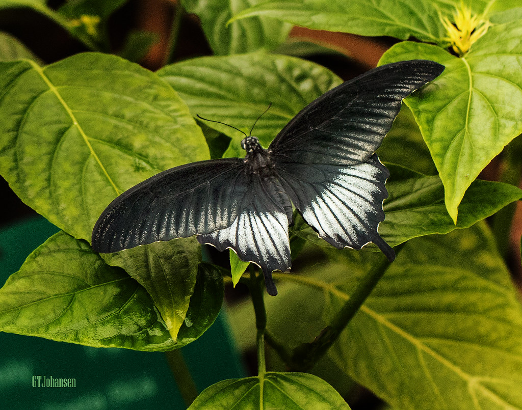 Butterfly Exhibit at Fort Worth Botanic Garden 5 (2020) Flickr