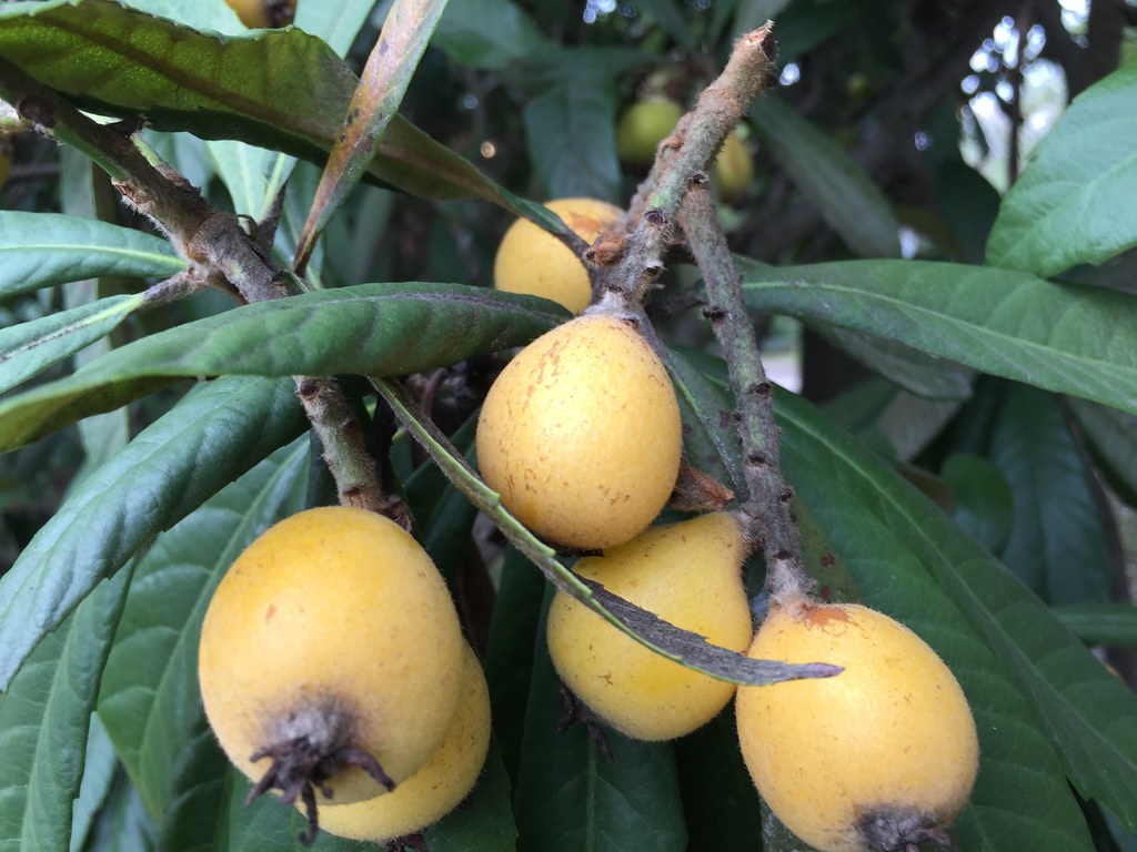 Loquats These are related to kumquats, originating from Ch… Flickr