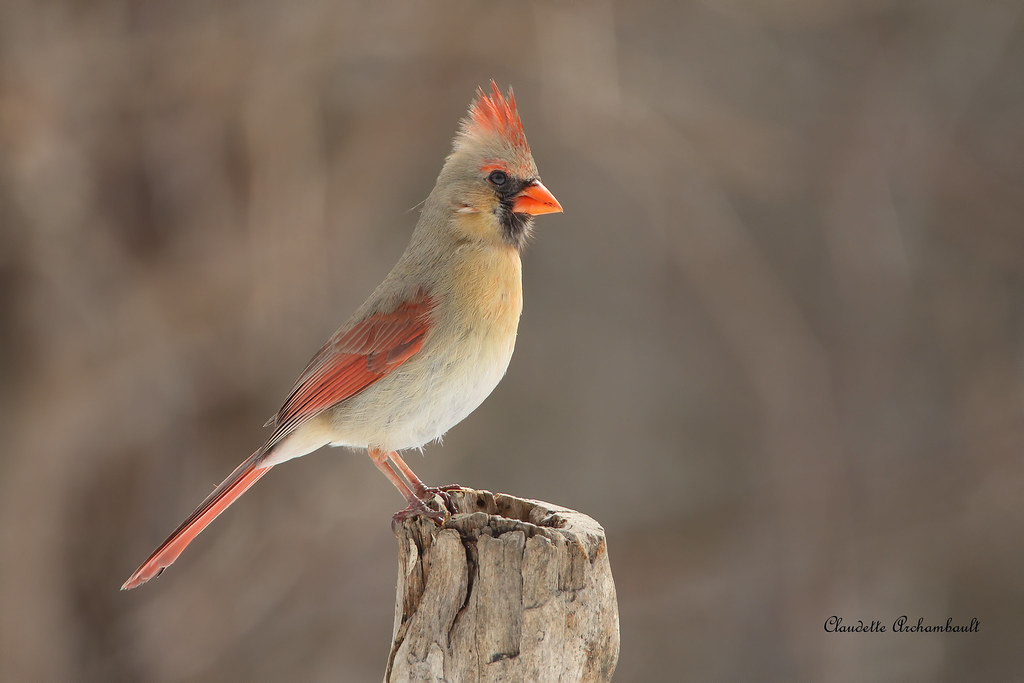 Cardinal rouge femelle, Northern Cardinal female En ce tem… Flickr