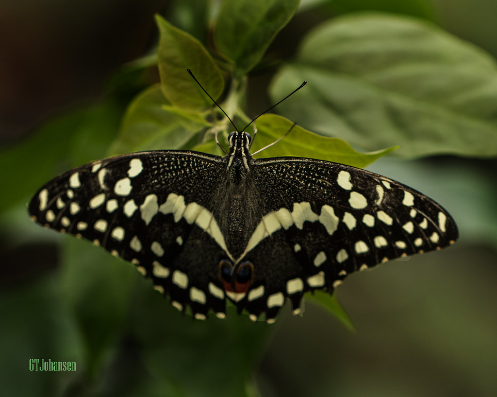 Butterfly Exhibit at Fort Worth Botanic Garden 17 (2020) Flickr