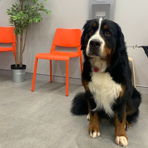 Dog Boarding Near Me Mitsy's face sums up how man… Flickr