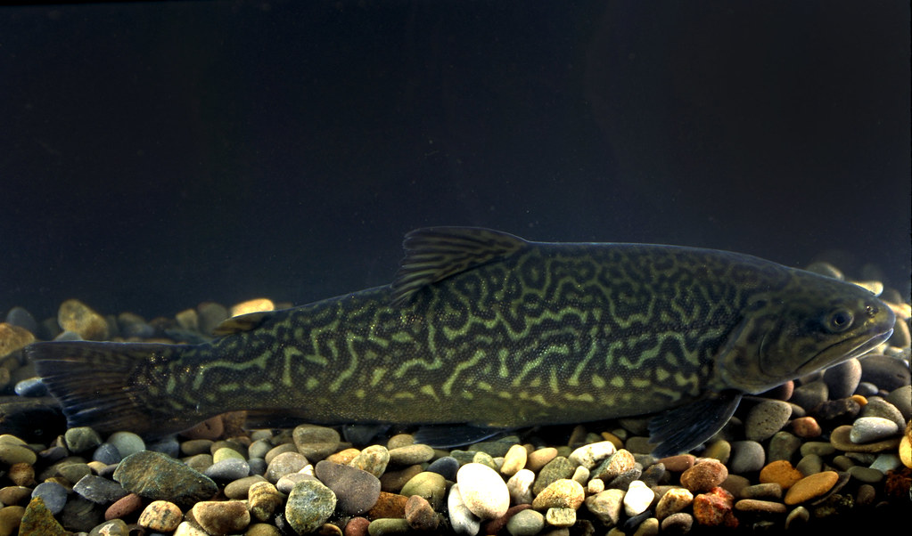 95cs2173 Tiger Trout swinning at Quantico, VA. USDA photo … Flickr