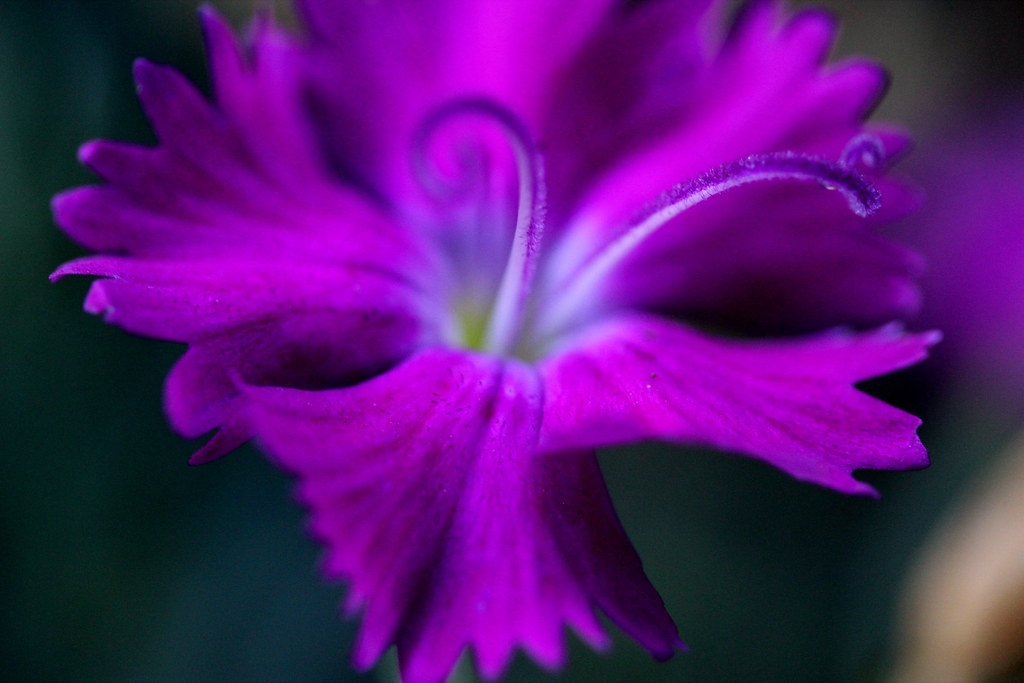 Dreaming About Flowers This tiny flower is only an inch or… Flickr