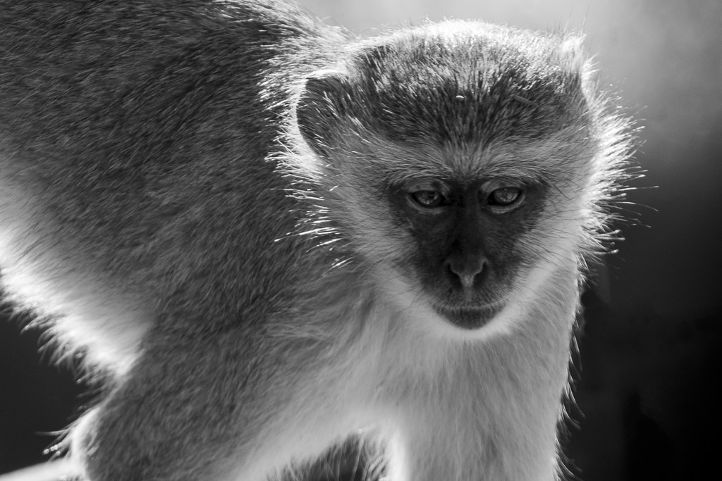 Curious JIM WILSON Flickr