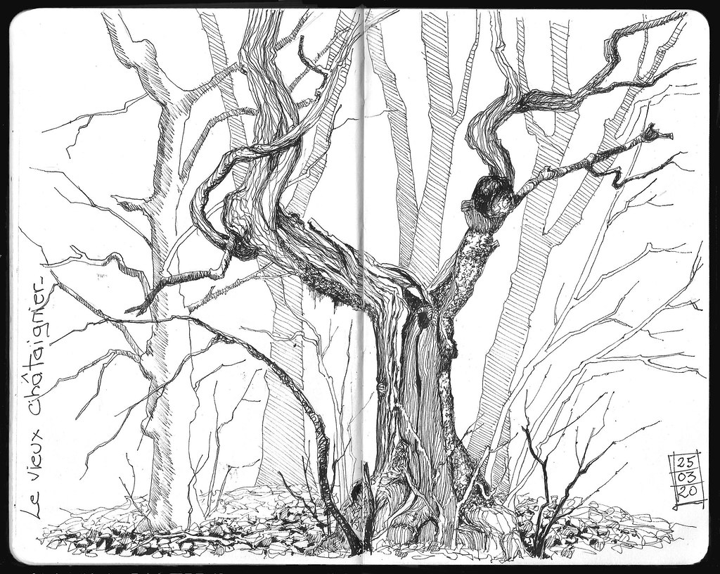 châtaignier Le printemps est là mais ce vieux châtaignier … Flickr