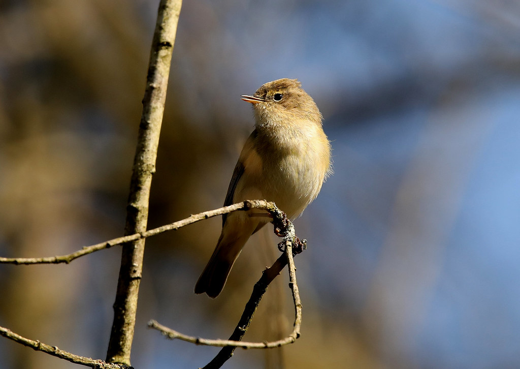 0O4A9128 Jeff Sykes Flickr