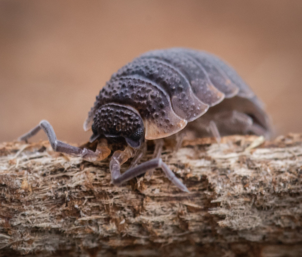 Wood Louse Day 3 Lockdown challenge. A woodlouse emerges f… Flickr