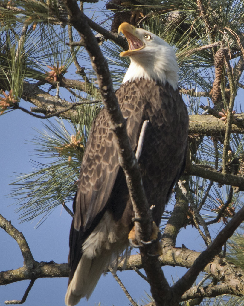 bald eagle Yorktown Virginia bald eagle Yorktown Virgi… Flickr