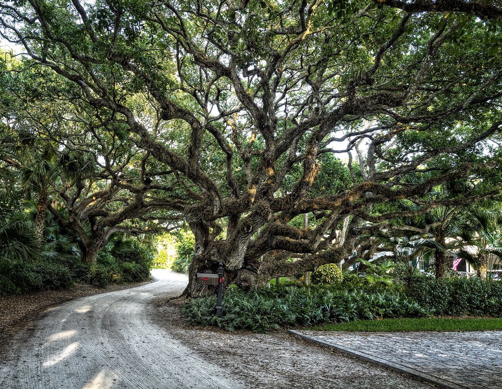 Live Oak tree A Live Oak on Sandfly Lane in Vero Beach is … Flickr