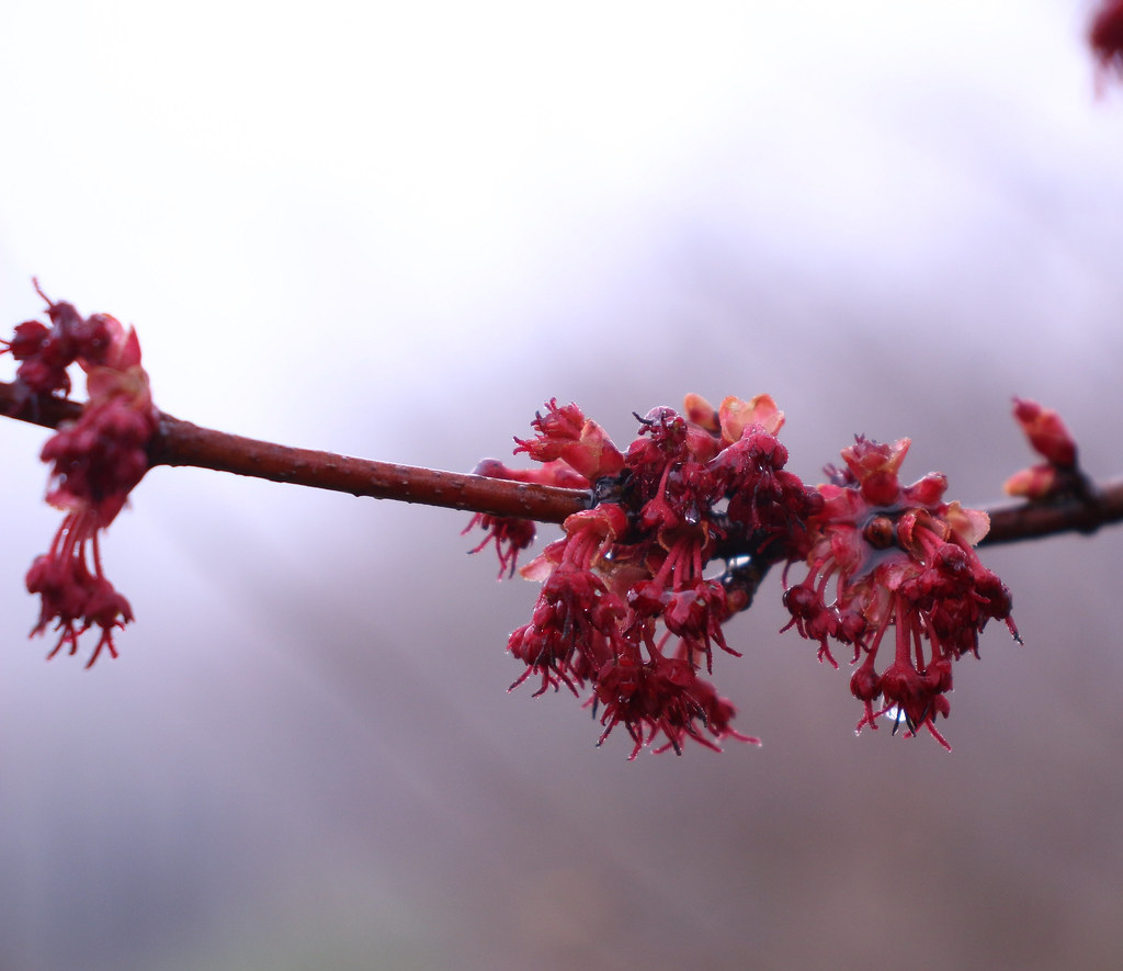 Sugar maple blossoms Beautiful to see after a drab winter … Flickr