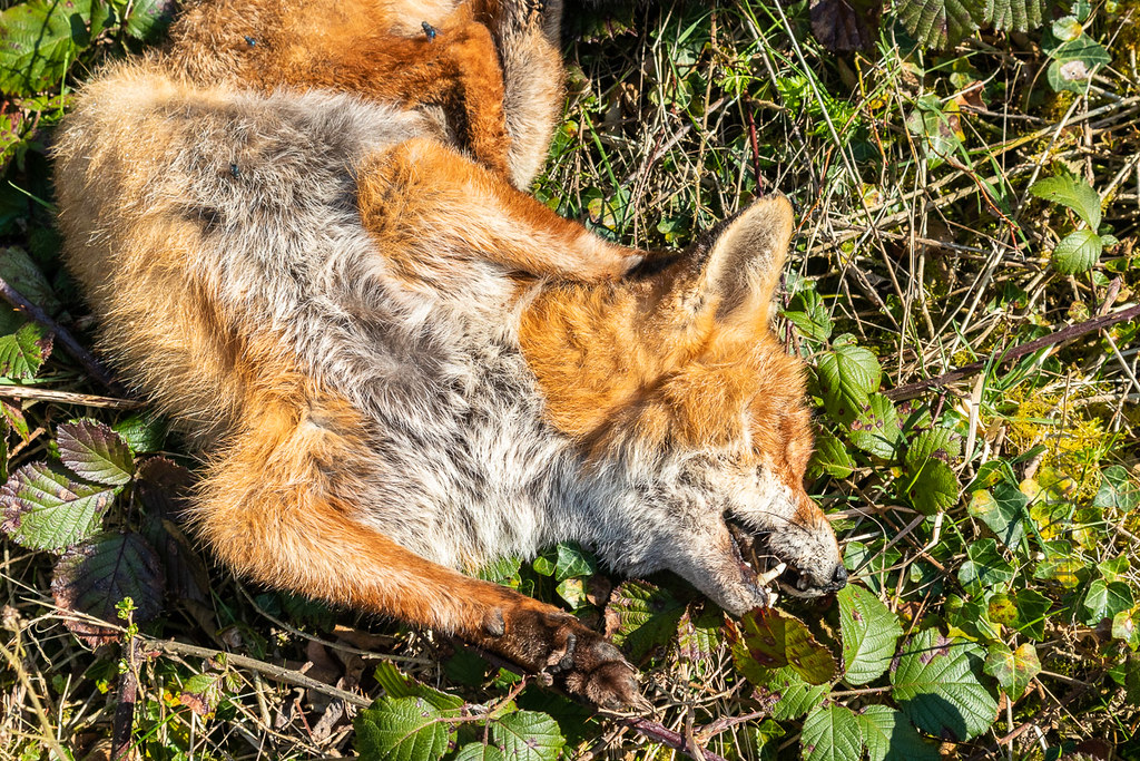IMG_3033 Dead fox by the side of a footpath. Adrian Royle Flickr
