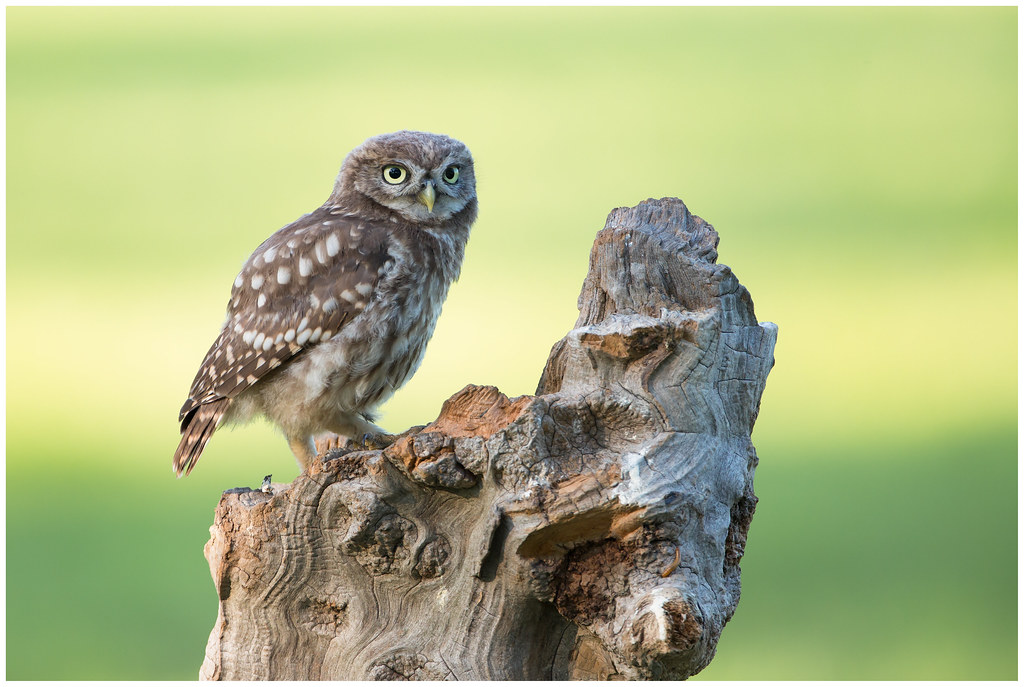 Little owl (juvenile) Steenuil (juveniel) (Athene noctua). a
