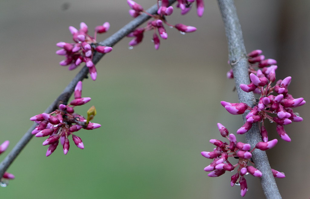 Eastern Redbud buds Eastern redbud (Cercis canadensis) wit… Flickr
