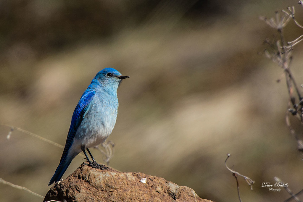 Birds in the Yakima Valley Editing older pictures while st… Flickr
