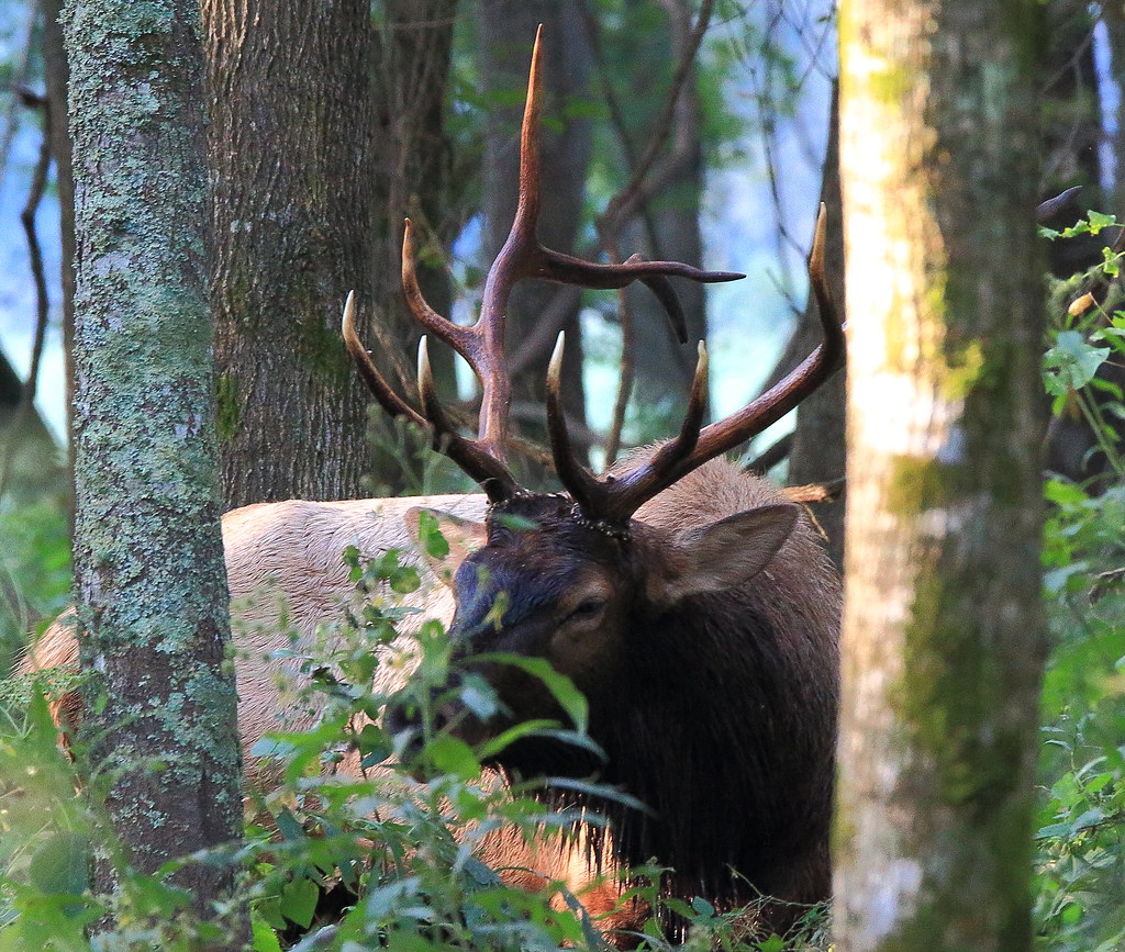 Bull Elk Boxley Valley, Northwest Arkansas Dan Davis Flickr