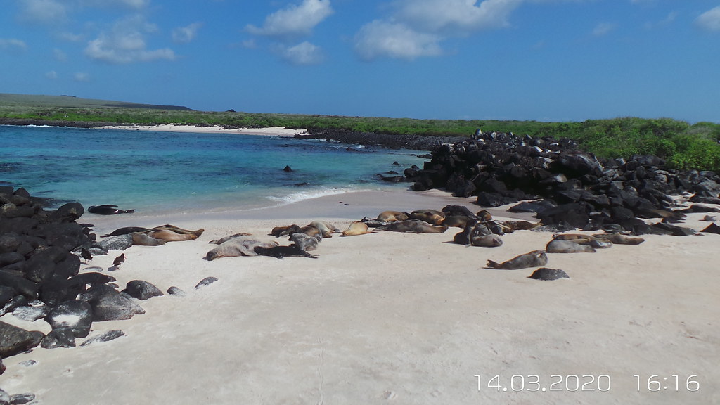 Espanola Island, Galapagos, Ecuador Sea Lions at Suarez Po… Flickr