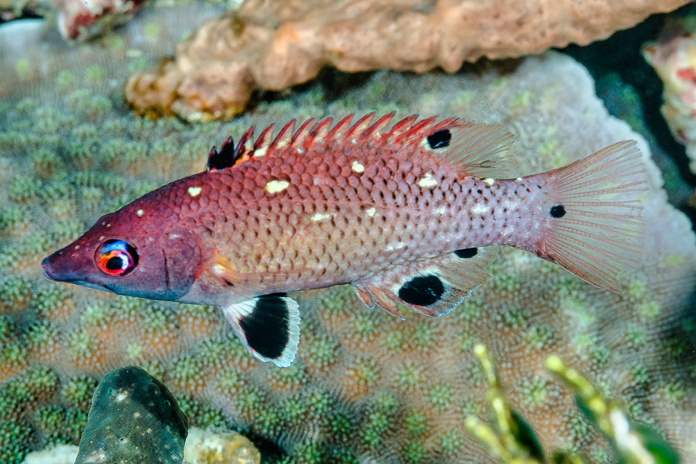 Redfin hogfish, initial phase Bodianus dictynna (EN) Red… Flickr
