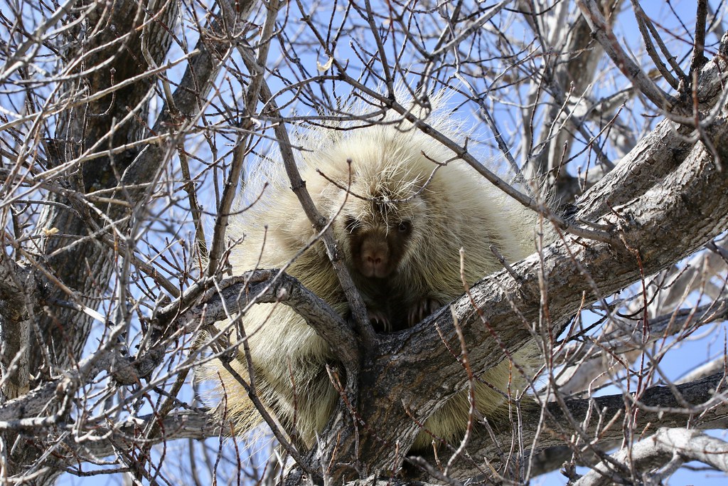 PORCUPINE Large adult, south of Manyberries, AB. Jerry Herzig Flickr