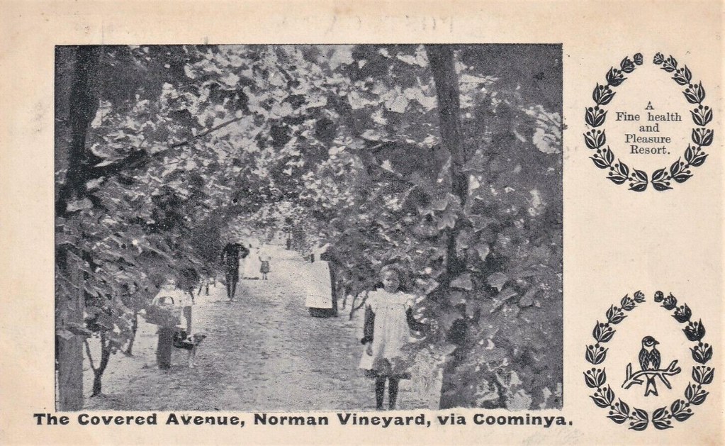 The Covered Avenue, Norman Vineyard, Coominya, Qld 1909 Flickr