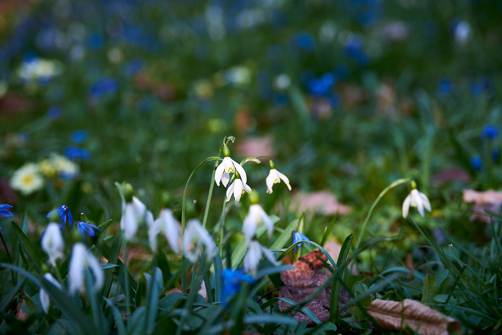 Snowdrop first flowers after winter Stanislav Zakurdaev Flickr