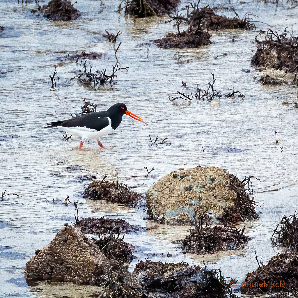 Got Lunch Whenever the oyster catcher made a catch, the he… Flickr