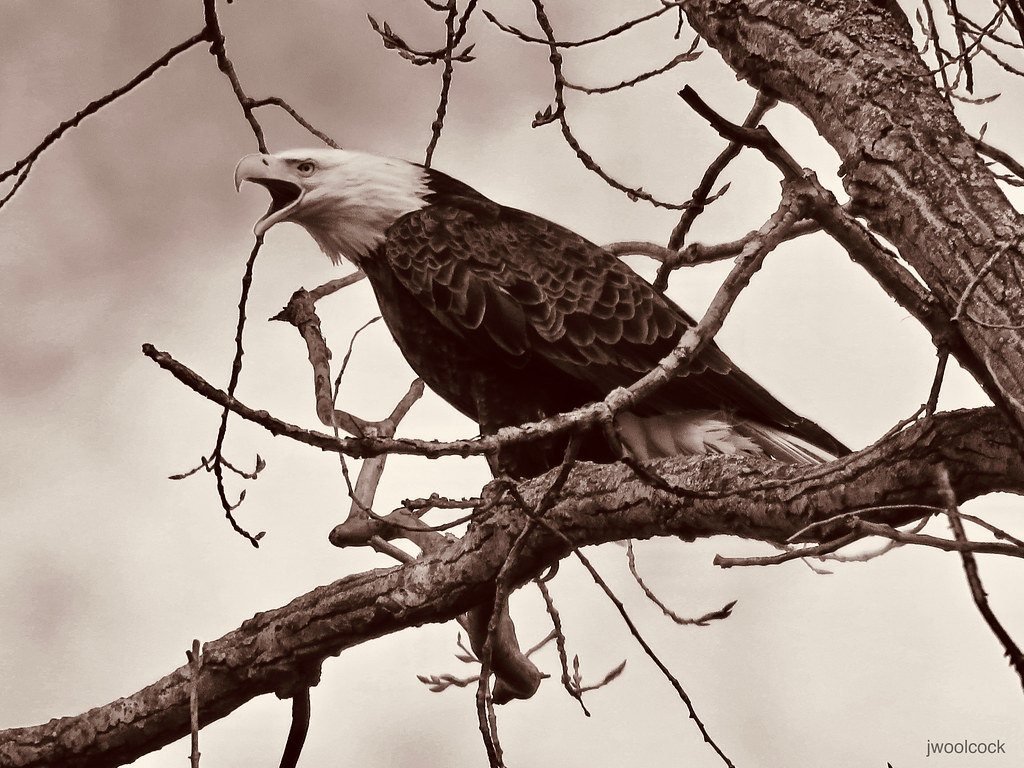Tempest at Timber Wolf Its nest being buzzed by two other … Flickr
