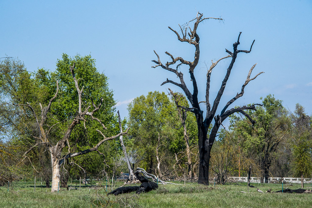 Kaweah Oaks Preserve Exeter, California Landis Flickr