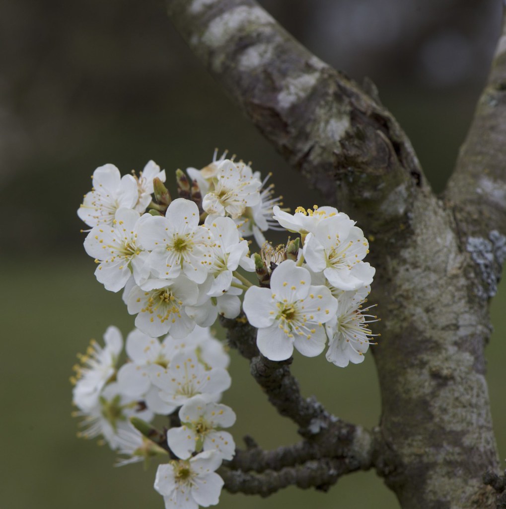 _IAW2266 A walk around Chorleywood House Estate, Chorleywo… Flickr