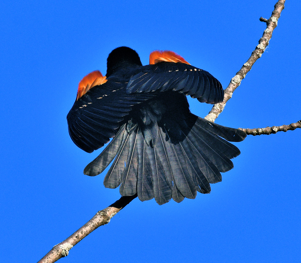 DSC_0082 sun shinning on the Redwinged Blackbirds back stewart