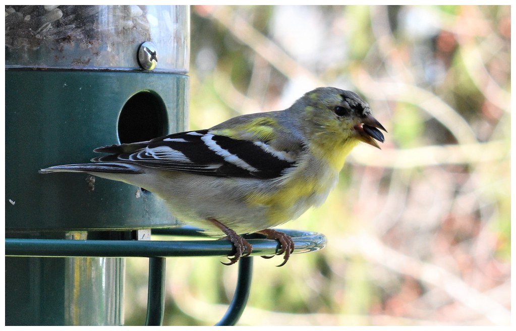 Male American Goldfinch Pennsylvania Jim Hoover Flickr
