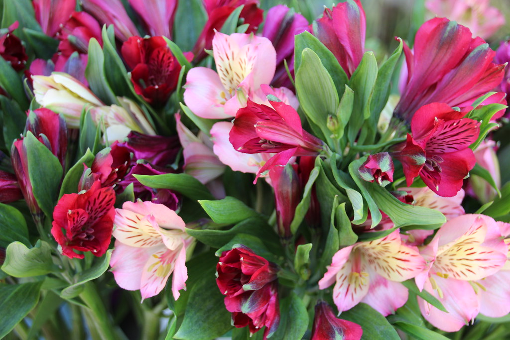 Uxbridge Ontario Canada Downtown Brock St Flower S… Flickr