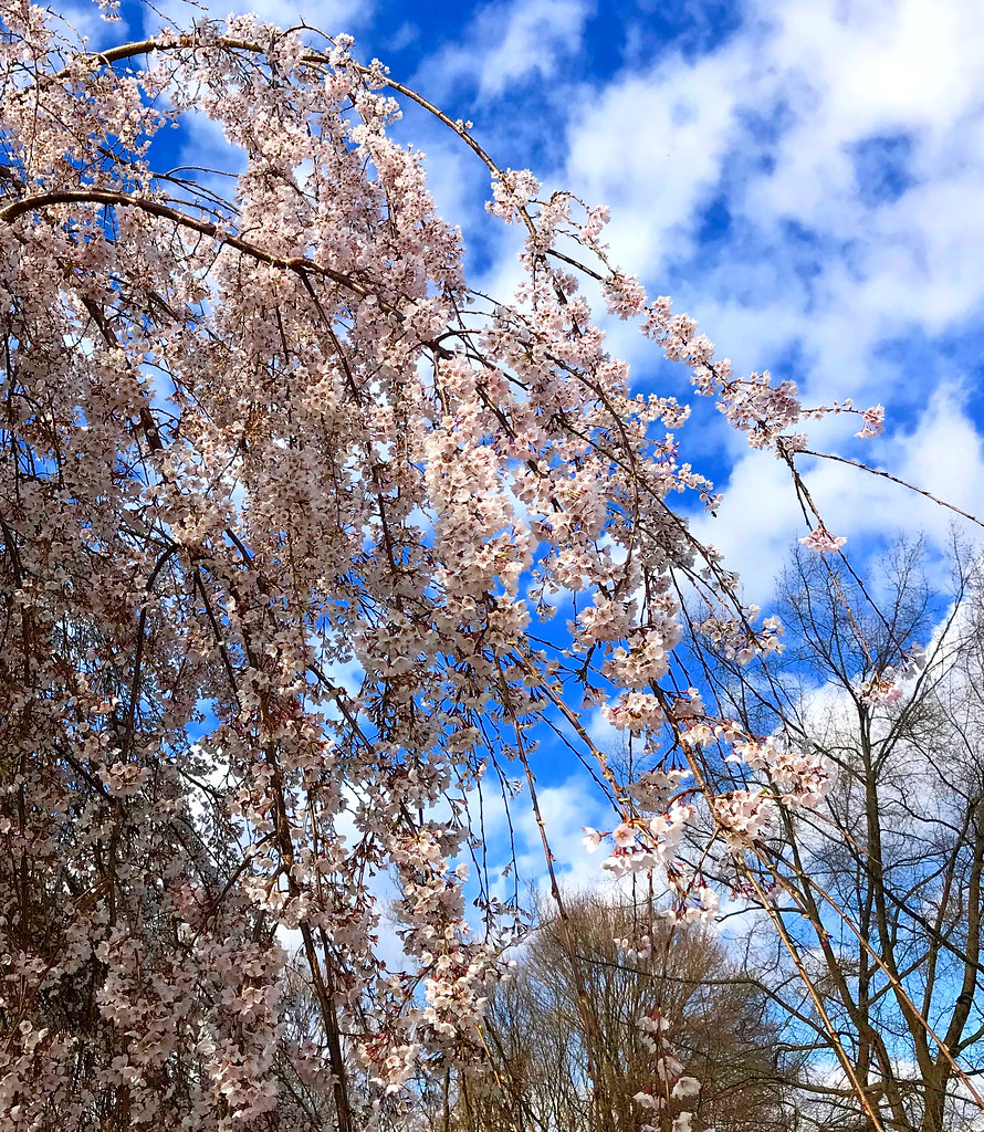 Springtime, Myersville, Maryland, April 2020 Ann LongmoreEtheridge Flickr