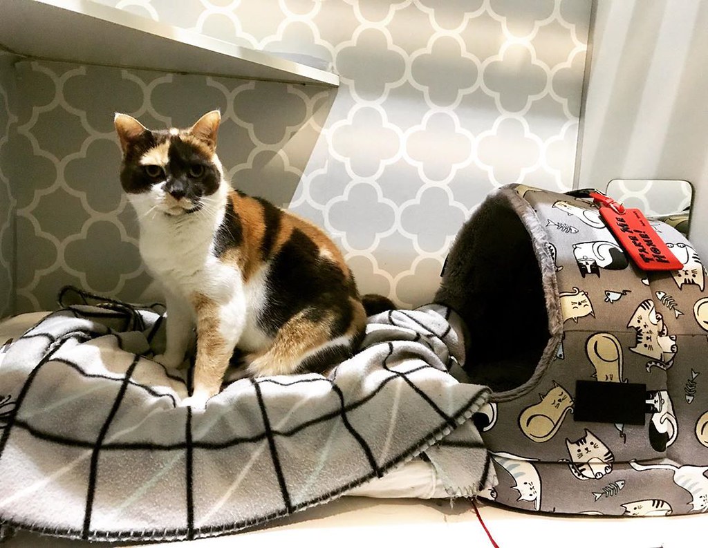 Cat Hotel Near Me Chloe and Josie have brought their desig… Flickr