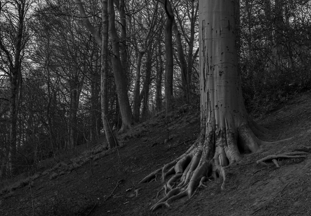 Broody Forest Landscape Nikon 35mm f1.8 AFS prime lens Flickr