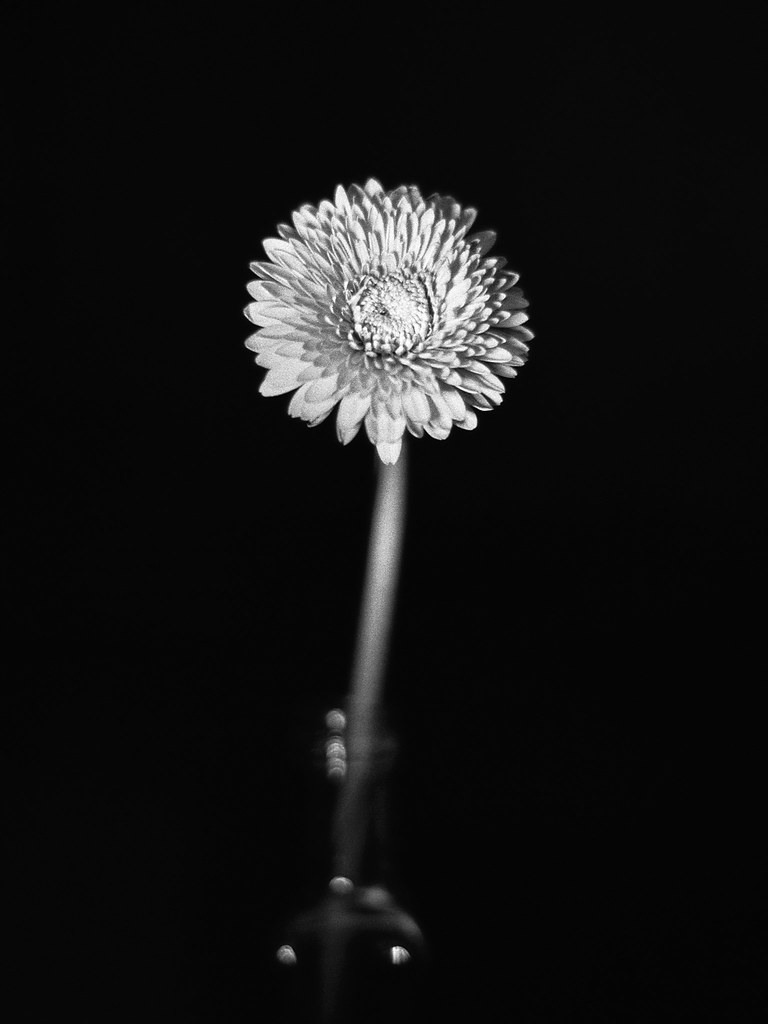 silent a flower for silent times rth. Flickr