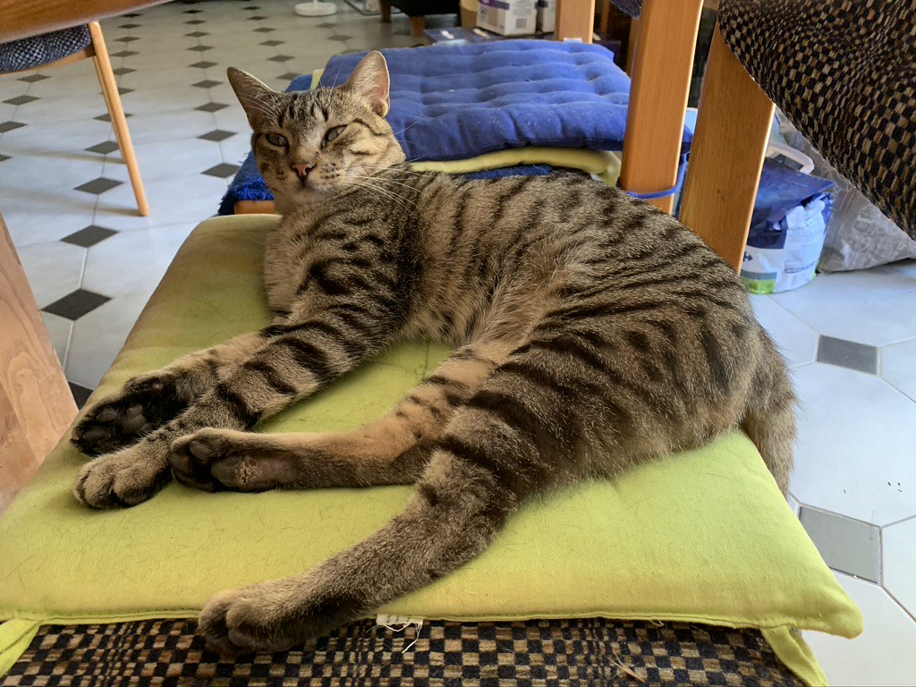 Papageno Le type parfait du chat tigré ; Le Chat, The