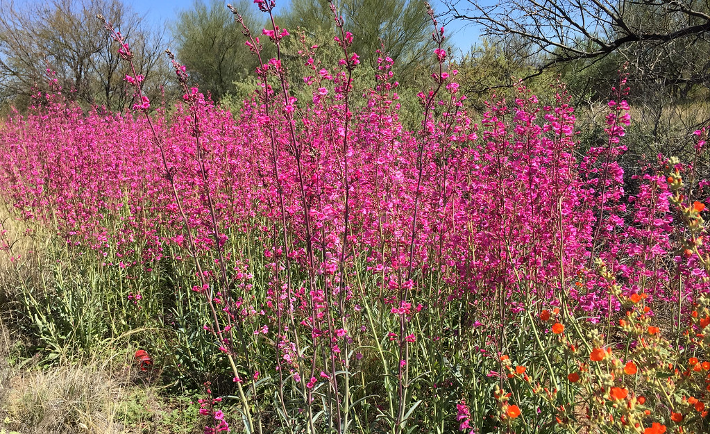 Arizona Wildflowers, Near Kitt Peak, AZ David & Bonnie Flickr