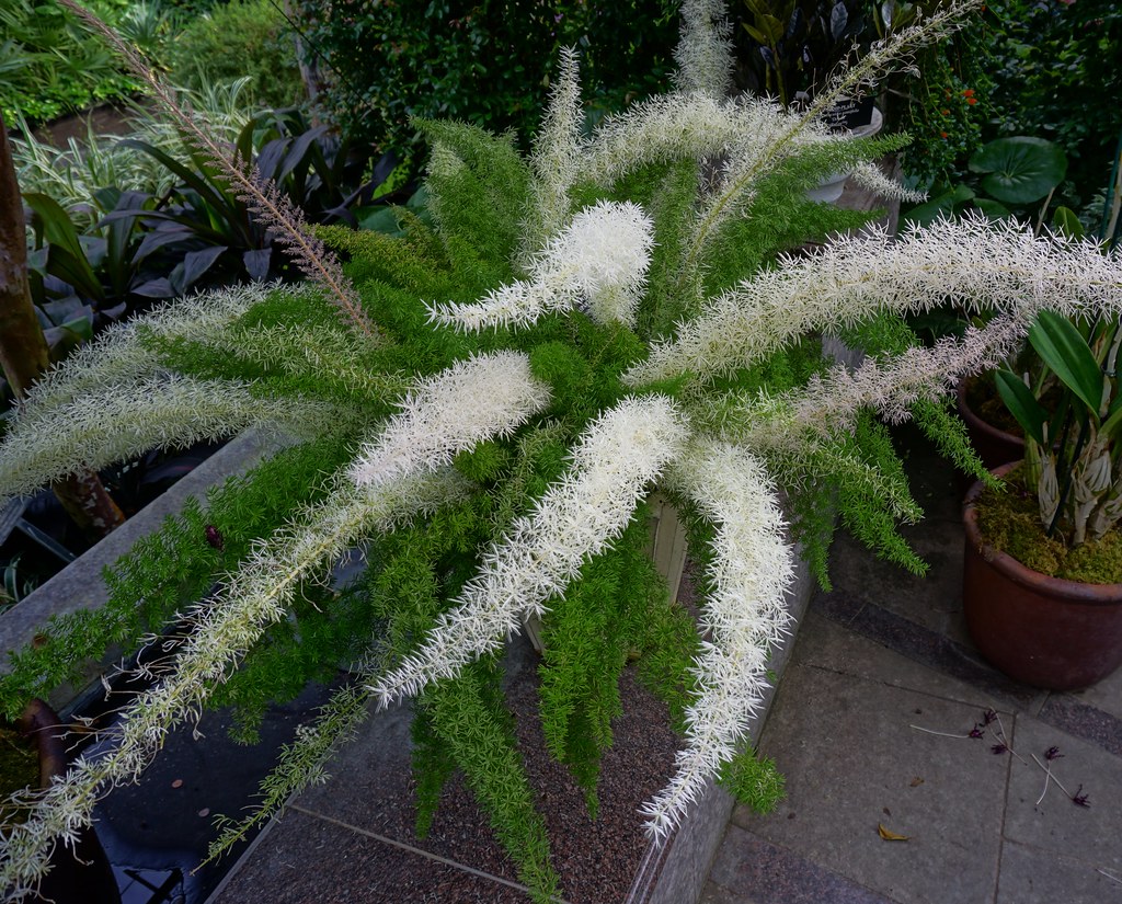 Asparagus densiflorus 'Myersii' (variegated form) Karl