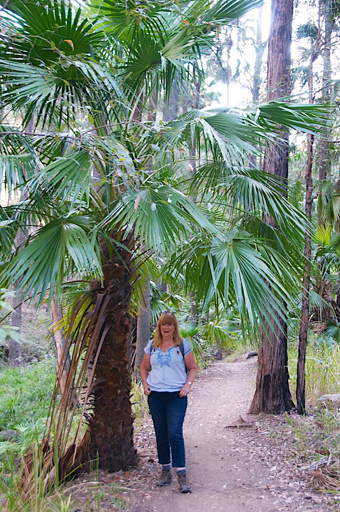 A beautiful fan palm in the Carnarvon Flickr