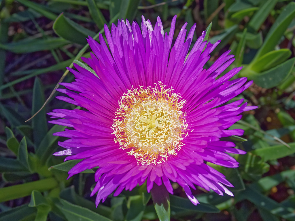 Ice Plant Flower In the Countrywood neighborhood of Walnut… Flickr
