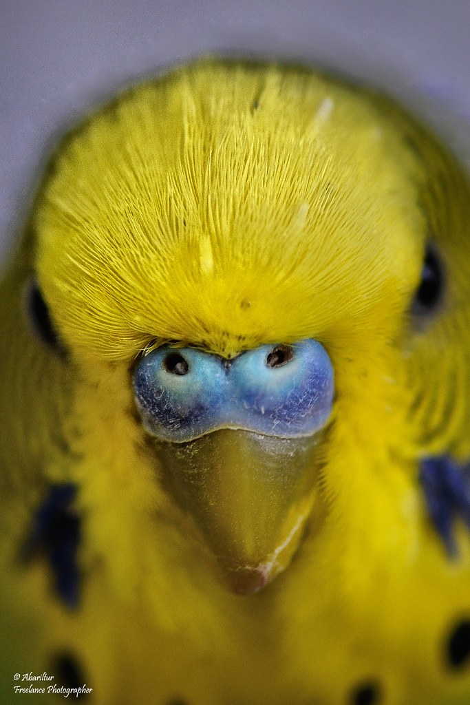 Budgie Spanish Name Periquito English Name Parakeet or