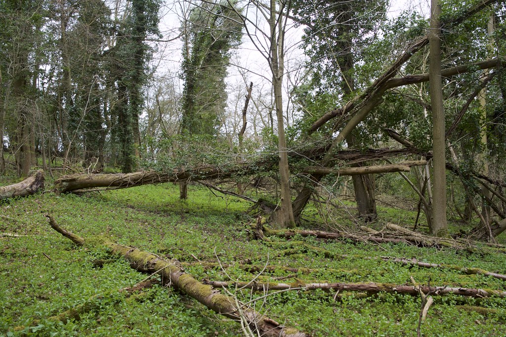 Fallen giants Bottom Wood, Chorleywood, Hertfordshire Ian Wood Flickr