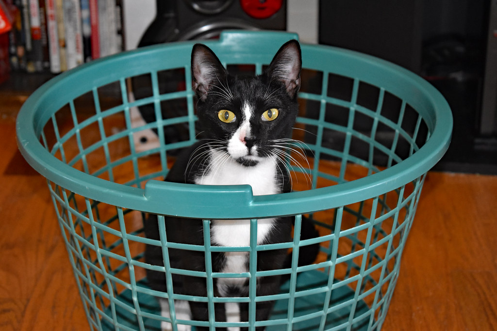 Cat In A Laundry Basket. April 04, 2020 Gus doing some l… Flickr