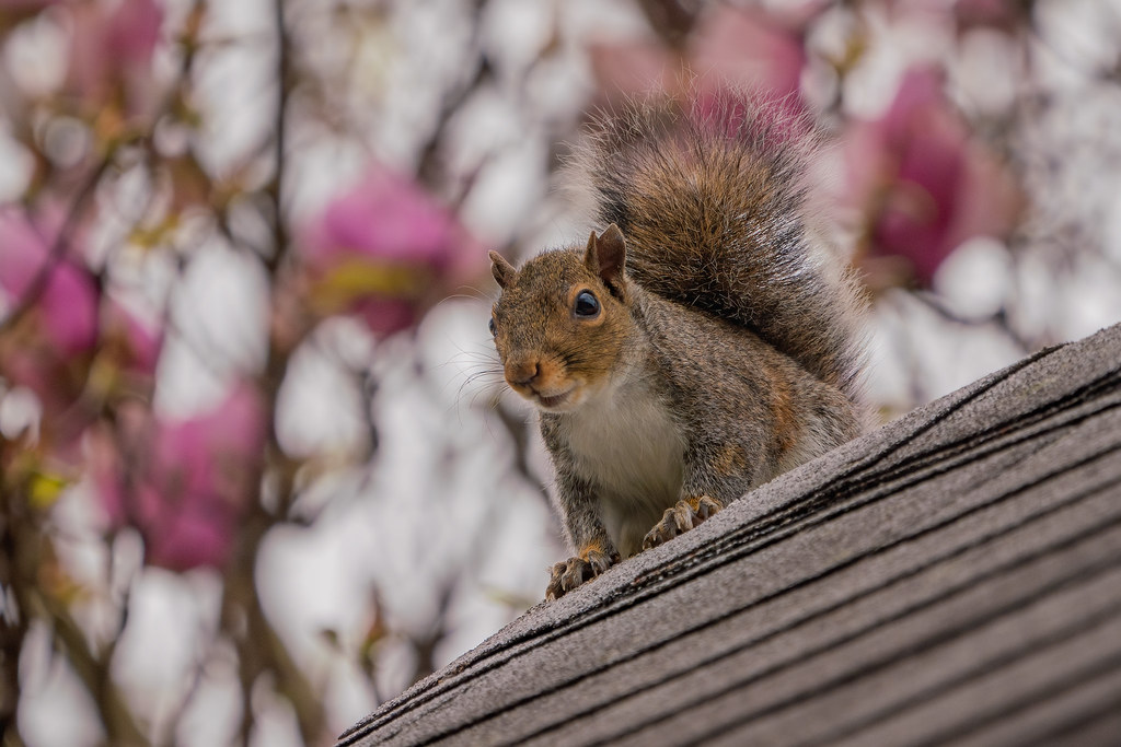Squirrel Popping a Squat On My Roof and Yelling at Me Flickr