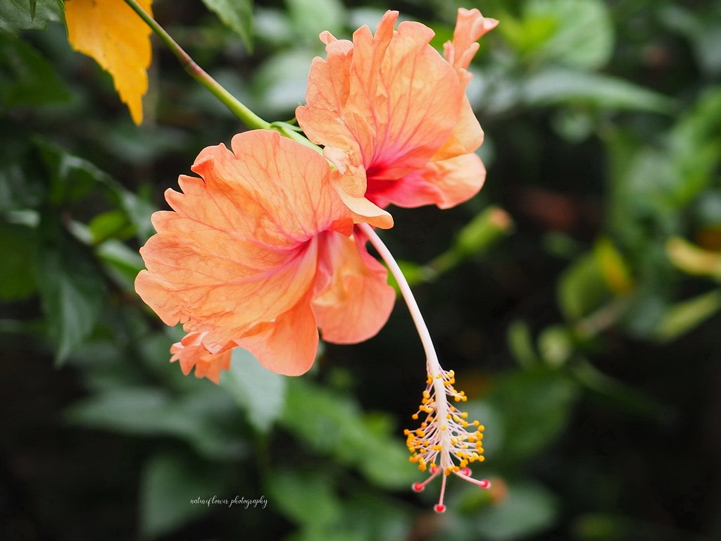 Lovely Hibiscus. Ann HS. Flickr