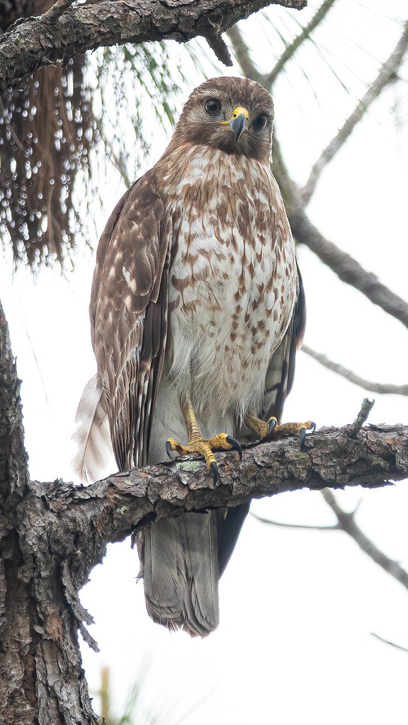 Young Redshouldered Hawk Photographed in Tampa, Florida, … Flickr