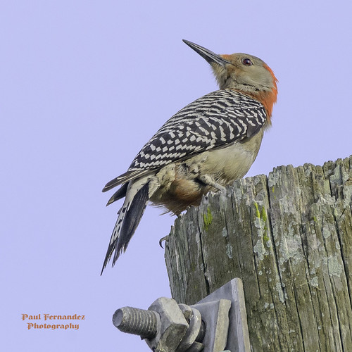 RedBellied Woodpecker (Female) Checking her Six in Cape C… Flickr