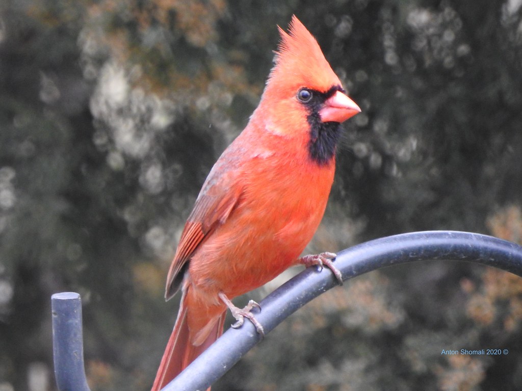 Young Male Cardinal Young Male Cardinal Bird Anton Shomali Flickr
